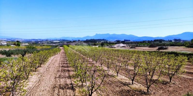 Live among olive groves and mountains: discover the best country houses for sale in Agullent