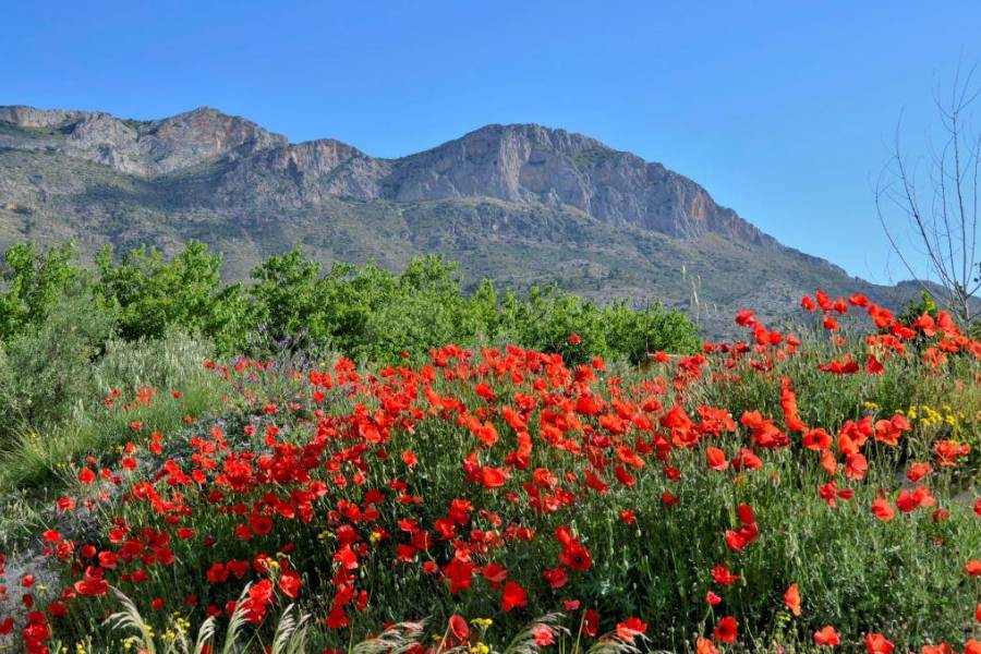 Venta - Finca - Gaianes