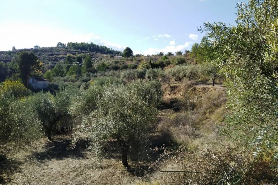 For sale - Rustic Land - Benillup