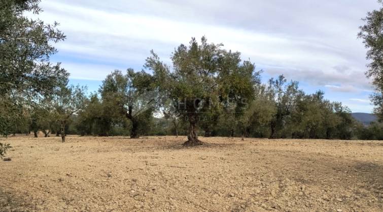 Rustic Land - For sale - Penáguila - Penáguila