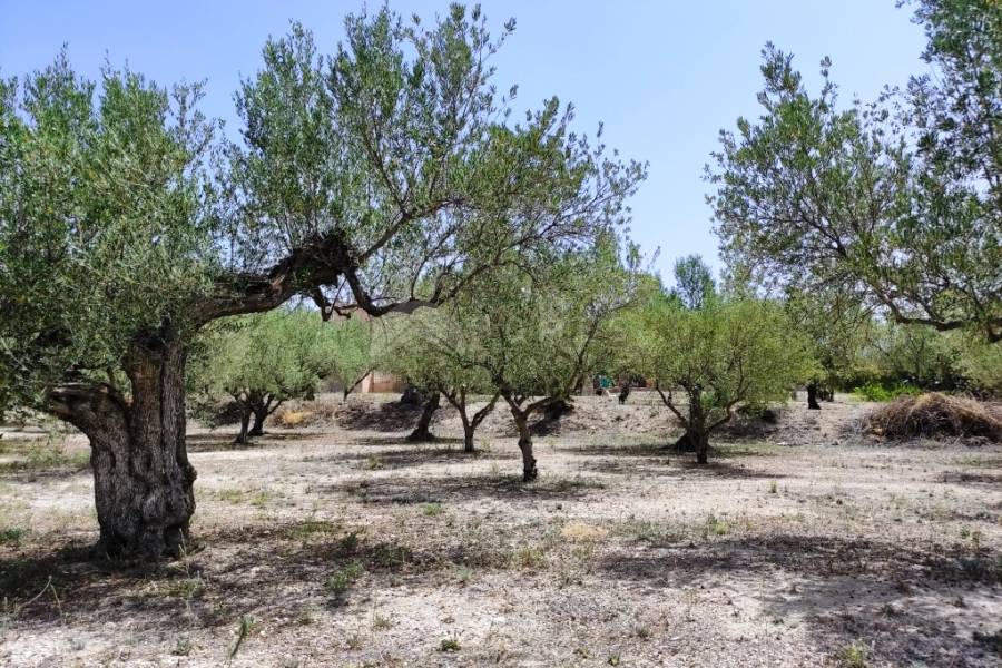 Venta - Casa de Campo - Cocentaina