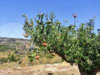 For sale - Country House - Agres