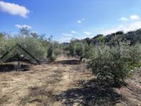 Te koop - Landhuis - Albaida