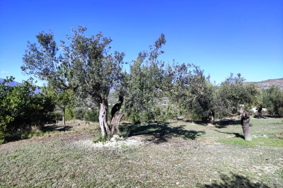 Te koop - Landhuis - Benilloba