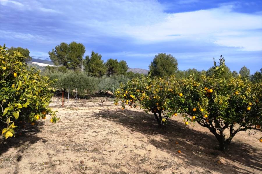 Venta - Casa de Campo - Ontinyent