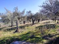 For sale - Country House - Benifallim