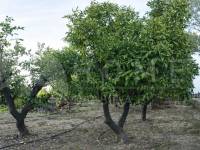 For sale - Country House - Pego