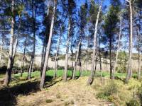 Venta - Finca - Alfafara