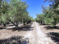 Te koop - Rustiek land - Muro de Alcoy