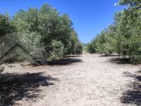 Te koop - Rustiek land - Muro de Alcoy
