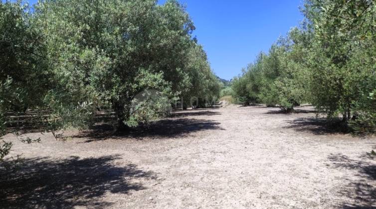 Rustiek land - Te koop - Muro de Alcoy - Muro de Alcoy