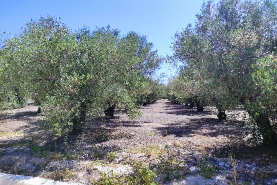 Te koop - Rustiek land - Muro de Alcoy