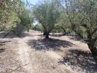 Te koop - Rustiek land - Muro de Alcoy