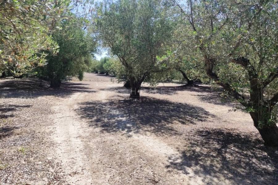 Te koop - Rustiek land - Muro de Alcoy