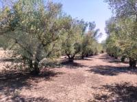 Te koop - Rustiek land - Muro de Alcoy
