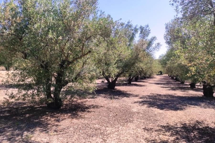 Te koop - Rustiek land - Muro de Alcoy