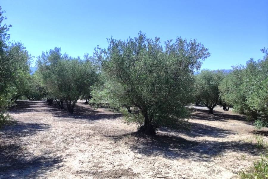 Te koop - Rustiek land - Muro de Alcoy