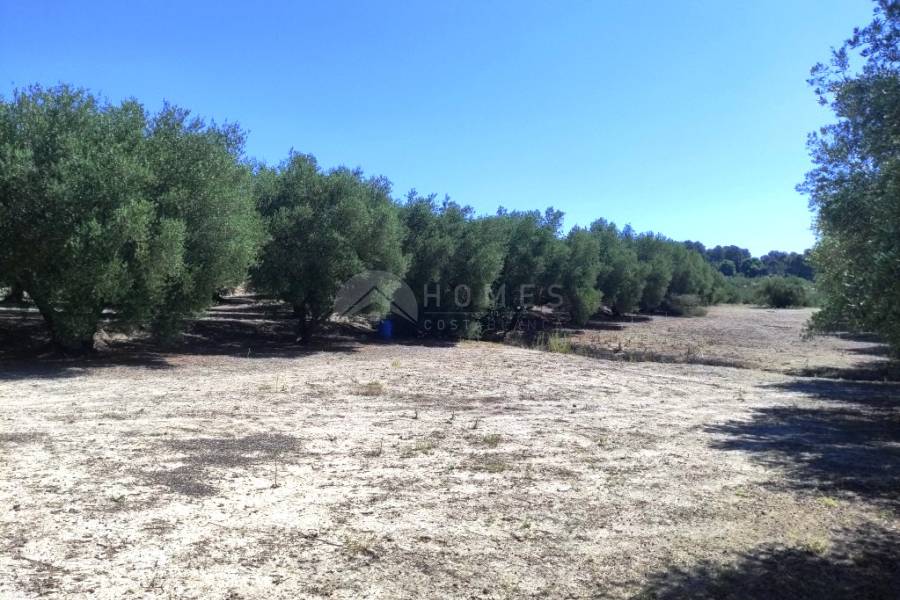 Te koop - Rustiek land - Muro de Alcoy