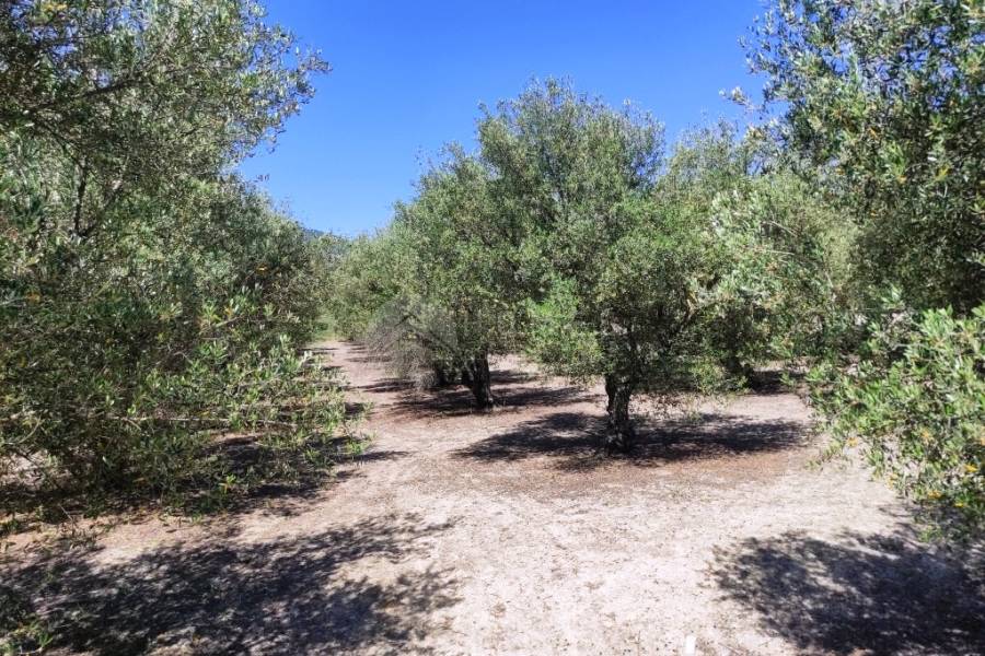 Te koop - Rustiek land - Muro de Alcoy
