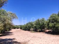 Te koop - Rustiek land - Muro de Alcoy