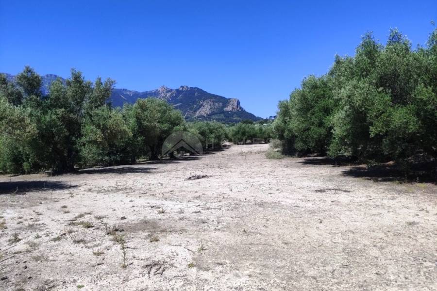 Te koop - Rustiek land - Muro de Alcoy