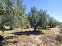 Te koop - Rustiek land - Muro de Alcoy