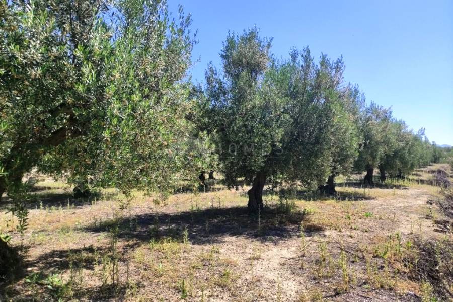 Te koop - Rustiek land - Muro de Alcoy