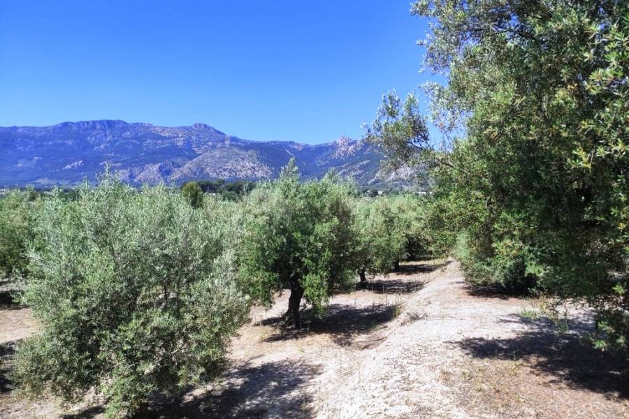 Te koop - Rustiek land - Muro de Alcoy
